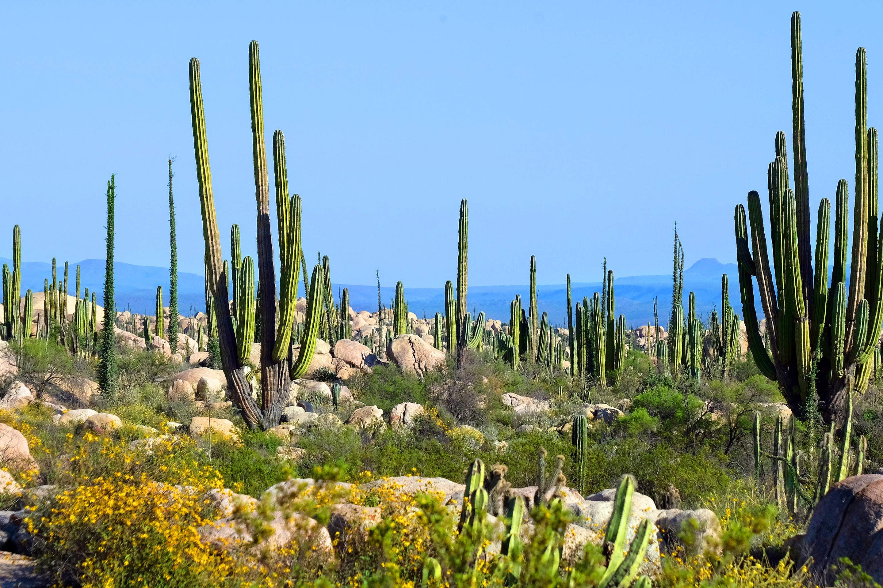 Cabo San Lucas, Mexico